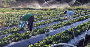 Uso da tecnologia fortalece agricultura familiar em MT